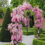 RÓZSASZÍN AKÁC /Wisteria floribunda 'Honbeni/ !Évelő, Fagytűrő, 2db mag!Ritkaság! fotó