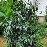 Ficus benjamina (150 cm) fotó