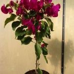 Eladó bougainvillea! fotó