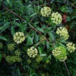 Heteromorpha arborescens var. abyssinica magok (10+) - LÁTVÁNYOS DÍSZNÖVÉNY - GYÓGYNÖVÉNY! - E 350 fotó