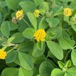 KOMLÓS LUCERNA - Medicago lupulina magok (10+) - RITKASÁG!! - E 344 fotó