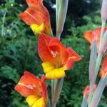 AFRIKAI VAD KARDVIRÁG - Gladiolus dalenii (10+) magok -RITKA HAGYMÁS DÍSZNÖVÉNY- virágmagok - Z 158 fotó