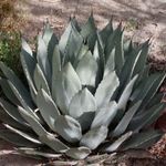 PALMER AGAVE - Agave palmeri magok (10+) - GYÓGYNÖVÉNY! - Virágmagok - E 348 fotó