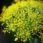 ÓRIÁS ÉDESKÖMÉNY - Ferula communis ssp. cardonae magok (10+) - FŰSZERNÖVÉNY! - VIRÁGMAGOK - K 033 fotó