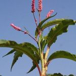 Szenegáli KESERŰFŰ - Polygonum senegalensis - (10+) magok - RITKASÁG!! - Virágmagok - F 246 fotó