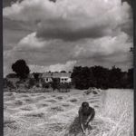 Nagyobb méret, Szendrő István fotóművészeti alkotása, nyári nap mezőn, tanya, búza, felhők, 1930-... fotó