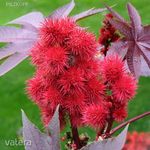 Még több ricinus mag vásárlás