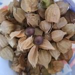 AFRIKAI TÖRPE FÖLDICSERESZNYE - Physalis micrantha magok (10+) - EGYÉVES GYÜMÖLCSTERMŐ! - So 114 fotó