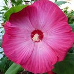 Hibiscus moscheutos palánta fajtakinálat fotó