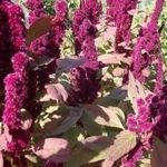 Elefántfej AMARÁNT - Amaranthus cruentus - magok (100+) - SZÉP és BŐTERMŐ! - Am 001 fotó