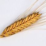 ALAKOR - Triticum monococcum - magok (25+) - RIKASÁG! - Am 106 fotó