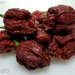 Trinidad Moruga Scorpion chocholate chili paprika mag! 2mill SHU ! 3db mag fotó