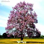 Császárfa mag , Paulownia mag 500db/1000ft fotó