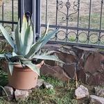 Aloe vera ELADÓ! fotó