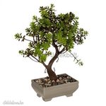 Élethű műanyag bonsai edény kavicsokkal 26 cm fotó