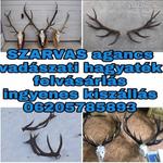 Szarvas Agancs Felvásárlás Országszerte 06 20 578 58 93 fotó