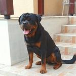 Még több rottweiler vásárlás