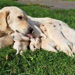 Golden Retriever fotó