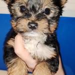 Yorkshire terrier fotó