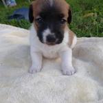 Eladóak Jack Russel terrier kölykök fotó