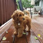 Goldendoodle fotó