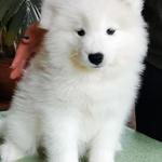 Samoyed kiskutya fotó