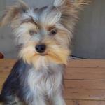 Yorkshire terrier fotó