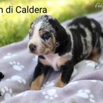 Louisiana Catahoula Leopárd kiskutyák eladóak fotó