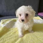 Bishon havanese fotó