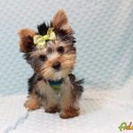 Gyönyörű extra mini Yorkshire terrier kiskutyák fotó