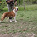 Amerikai Staffordshire Terrier fotó