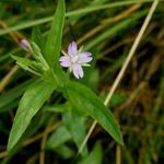 SÖTÉTZÖLD FÜZIKE - Epilobium obscurum magok (25+) - ÉVELŐ GYÓGYNÖVÉNY! - E 368 fotó