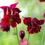 Bordeaux Barlow HARANGLÁB - Aquilegia vulgaris magok (10+) - TÉLÁLLÓ SZÉPSÉG! - Virágmagok - Z 170 fotó