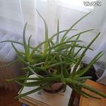 Aloe vera 16 cm-es cserépben fotó