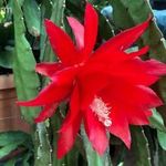 Levélkaktusz - Epiphyllum - piros virágú szobanövény kaktusz fotó