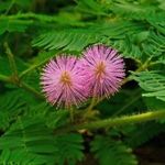 MIMÓZA - Mimosa pudica magok (10+) - ÉRDEKESSÉG! - virágmagok - W 114 fotó