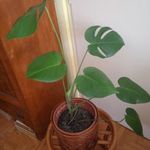 Monstera, könnyezőpálma II. fotó