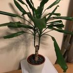 Szobanövény - Dracaena / Dracena Golden Coast - 2 ágú + Ajándék kaktusz! fotó