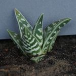 Kaktusz pozsgás Haworthia fotó