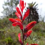 VENEZUELAI ECSETVIRÁG - Castilleja integrifolia (10+) DEKORATÍV SZOBANÖVÉNY - virágmagok - Z 159 fotó