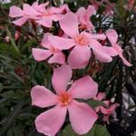 Rózsaszín leánder (Nerium oleander 'Rosa') magok!20db mag, Örökzöld fotó