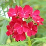 Piros leánder (Nerium oleander 'Red') magok!20db mag, Örökzöld fotó