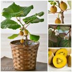 ARANYSÁRGA KIVI/ ACTINIDIA CHINENSIS 'GOLDEN DELIGHT/'!5db mag Télálló Ritkaság fotó