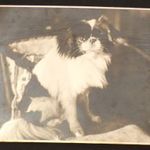 Papillon kutya antik fotó 1940 fotó