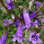 PONGYOLA HARANGVIRÁG - Campanula sibirica ssp. divergens magok (25+) - ÉVELŐ VIRÁGMAGOK! - Z 168 fotó