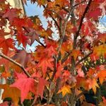 Amerikai ámbrafa (Liquidambar styraciflua) fotó