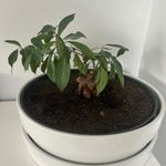 Ficus bonsai nagy méretű kaspóban - Szobanövény fotó