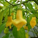 Dulce Luna CHILI - Capsicum baccatum magok (5+) - GYÜMÖLCSÖS FINOMSÁG! - Ch 255 fotó