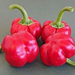 Red Pumpkin HABANERO CHILI magok (5+) - PIKÁNS KÜLÖNLEGESSÉG! - Ch 237 fotó