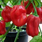 Red Savina HABANERO CHILI magok (5+) - PIKÁNS KÜLÖNLEGESSÉG! - Ch 171 fotó